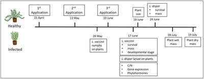 Application of Plant Defense Elicitors Fails to Enhance Herbivore Resistance or Mitigate Phytoplasma Infection in Cranberries